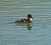 Picture/image of Domestic-Feral Waterfowl