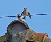 Picture/image of House Sparrow