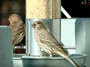 Picture/image of House Finch