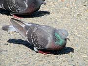 Picture/image of Rock Pigeon