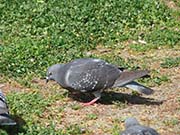 Picture/image of Rock Pigeon