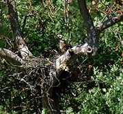 Picture/image of Red-shouldered Hawk