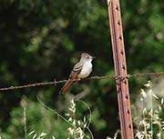 Picture/image of Ash-throated Flycatcher