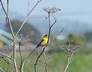 Picture/image of American Goldfinch