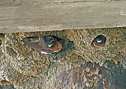 Picture/image of Cliff Swallow