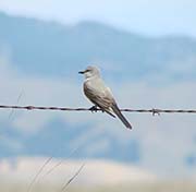 Picture/image of Western Kingbird