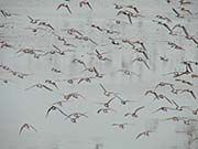 Picture/image of Dunlin