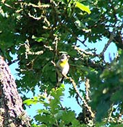 Picture/image of Lawrence Goldfinch