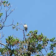 Picture/image of Lazuli Bunting