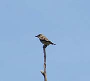 Picture/image of Olive-sided Flycatcher