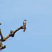 Picture/image of Olive-sided Flycatcher