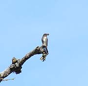 Picture/image of Olive-sided Flycatcher