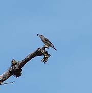 Picture/image of Olive-sided Flycatcher