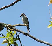 Picture/image of Western Bluebird