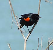 Picture/image of Red-winged Blackbird