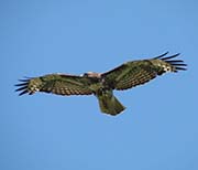 Picture/image of Red-tailed Hawk