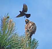Picture/image of Red-tailed Hawk