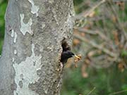 Picture/image of European Starling