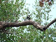 Picture/image of Acorn Woodpecker