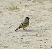 Picture/image of Lawrence Goldfinch