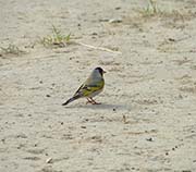 Picture/image of Lawrence Goldfinch