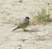 Picture/image of Lawrence Goldfinch