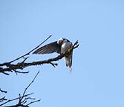 Picture/image of Violet-green Swallow