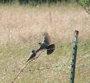Picture/image of Western Kingbird