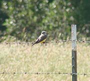 Picture/image of Western Kingbird