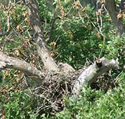 Picture/image of Red-shouldered Hawk
