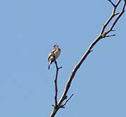 Picture/image of Lazuli Bunting