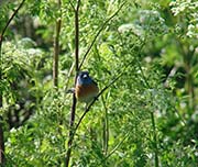 Picture/image of Lazuli Bunting
