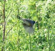 Picture/image of Lazuli Bunting