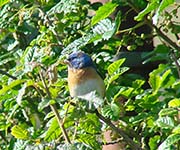 Picture/image of Lazuli Bunting