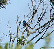 Picture/image of Lazuli Bunting