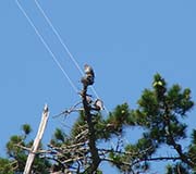 Picture/image of Band-tailed Pigeon