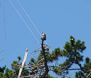 Picture/image of Band-tailed Pigeon