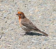 Picture/image of House Finch