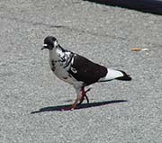 Picture/image of Rock Pigeon