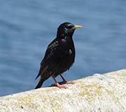 Picture/image of European Starling