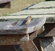 Picture/image of Western Bluebird