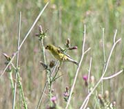 Picture/image of Lesser Goldfinch