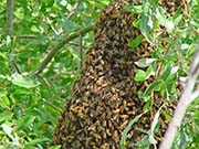 Picture/image of Just for Fun