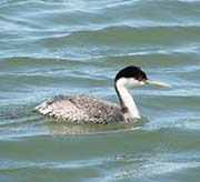 Picture/image of Western Grebe