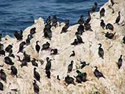 Picture/image of Brandt's Cormorant