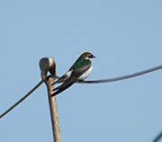 Picture/image of Violet-green Swallow