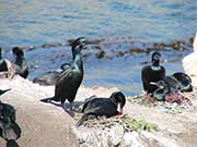 Picture/image of Brandt's Cormorant