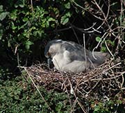 Picture/image of Black-crowned Night-Heron