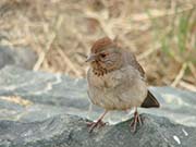 Picture/image of California Towhee