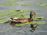Picture/image of Mallard